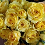 Bora Bora Roses jaune ramifiée d'Equateur Ethiflora